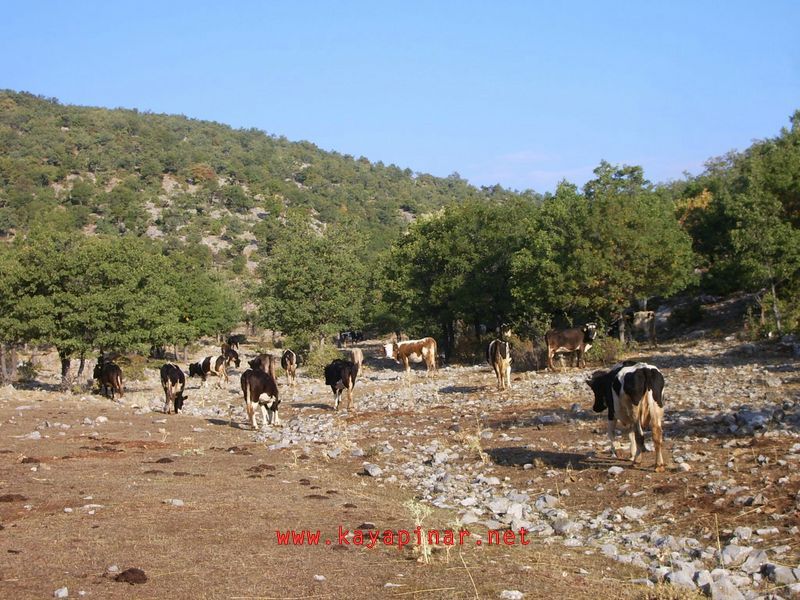 Tam boy görünüm için tıklayın