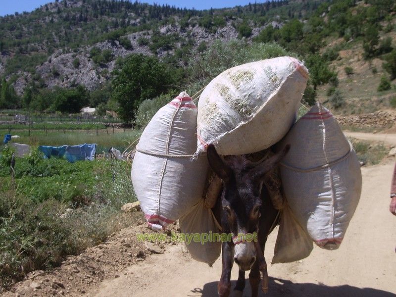 Tam boy görünüm için tıklayın